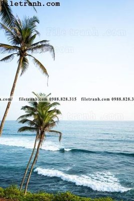 File gốc hinh anh phong canh cay co cay dua ngang 128 (cho in ấn) từ Filetranh.com