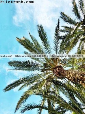 File gốc hinh anh phong canh cay co cay dua ngang 134 (in mica) làm bảng hiệu