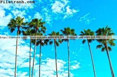 Tải file gốc hinh anh phong canh cay co cay dua ngang 137 dùng cho in ấn