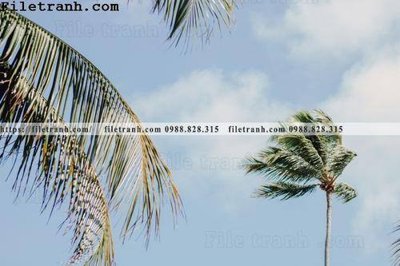 Tải file hinh anh phong canh cay co cay dua ngang 140 (ảnh gốc) in gạch 3D