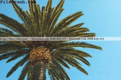 File tranh hinh anh phong canh cay co cay dua ngang 146 (ảnh gốc) chi tiết rõ ràng