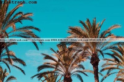 File tranh hinh anh phong canh cay co cay dua ngang 149 (bản gốc) trang trí văn phòng