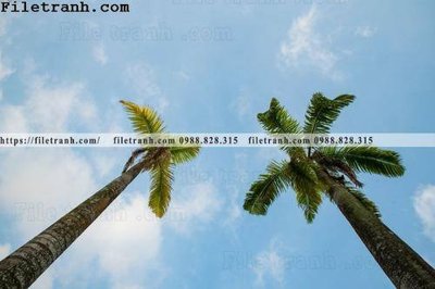 File in mica hinh anh phong canh cay co cay dua ngang 154 (bản gốc) làm vách ngăn