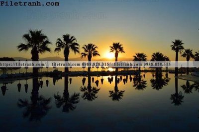 Tải file gốc hinh anh phong canh cay co cay dua ngang 167 (bản PSD) còn layer