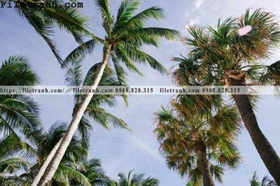 File ảnh hinh anh phong canh cay co cay dua ngang 176 (gốc) in backdrop sự kiện