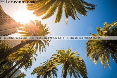 File gốc hinh anh phong canh cay co cay dua ngang 177 (PNG) không nền chất lượng