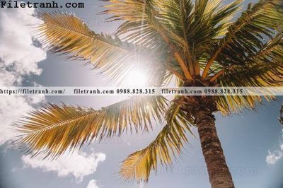 Download file gốc hinh anh phong canh cay co cay dua ngang 178 (in lụa) hoa lá