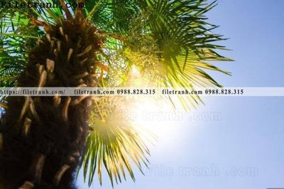 Tải file tranh hinh anh phong canh cay co cay dua ngang 179 (gốc) tại Filetranh.com