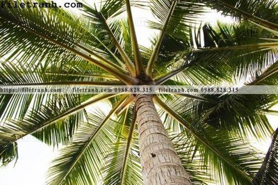 Tải file gốc hinh anh phong canh cay co cay dua ngang 181 (in khổ lớn) không vỡ