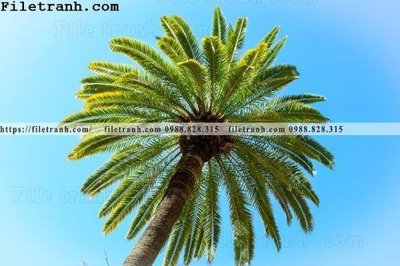 Download file gốc hinh anh phong canh cay co cay dua ngang 183 (in lụa) tranh 3D