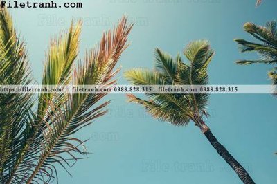 File tranh hinh anh phong canh cay co cay dua ngang 185 (ảnh gốc) in trần 3D