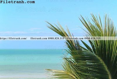 Hình ảnh file gốc hinh anh phong canh cay co cay dua ngang 190 (chất lượng cao)