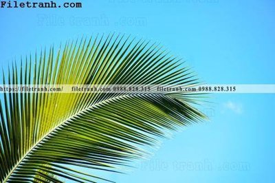 File tranh in tráng gương hinh anh phong canh cay co cay dua ngang 191 (siêu nét)