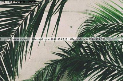 File gốc hinh anh phong canh cay co cay dua ngang 194 (in ấn) không giới hạn