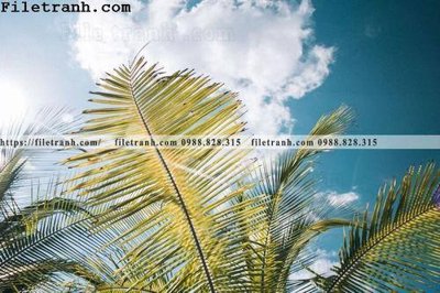 File tranh PSD hinh anh phong canh cay co cay dua ngang 196 chất lượng cao