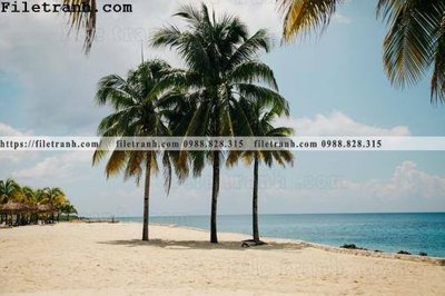 File in mica hinh anh phong canh cay co cay dua ngang 202 (bản gốc) sắc sảo