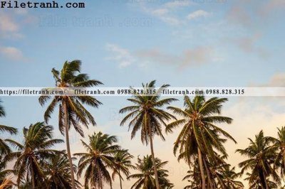 File in trần hinh anh phong canh cay co cay dua ngang 203 (bản gốc) trời sao