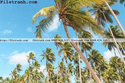 File gốc hinh anh phong canh cay co cay dua ngang 206 (PNG) nền trong suốt