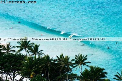 Download file gốc hinh anh phong canh cay co cay dua ngang 207 (độ nét cao)