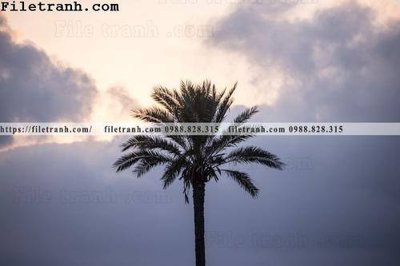 File tranh hinh anh phong canh cay co cay dua ngang 210 (ảnh gốc) không bị mờ