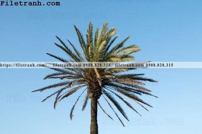 Tải file hinh anh phong canh cay co cay dua ngang 211 (gốc) in tranh tráng gương