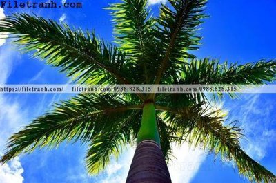 File tranh gốc hinh anh phong canh cay co cay dua ngang 212 (bản quyền) độc đáo