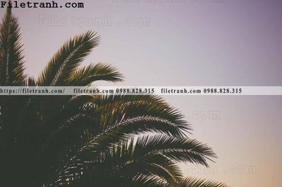 File tranh hinh anh phong canh cay co cay dua ngang 214 (bản gốc) in canvas