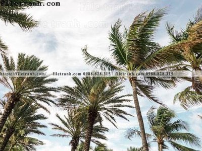 File in lụa hinh anh phong canh cay co cay dua ngang 222 (chất lượng cao) hinh anh phong canh cay co cay dua ngang 222