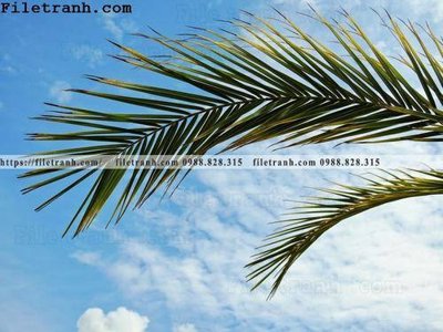 File tranh gốc hinh anh phong canh cay co cay dua ngang 224 (bản quyền) Filetranh.com