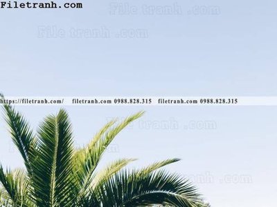 File PSD hinh anh phong canh cay co cay dua ngang 225 (nguyên gốc) chất lượng cao