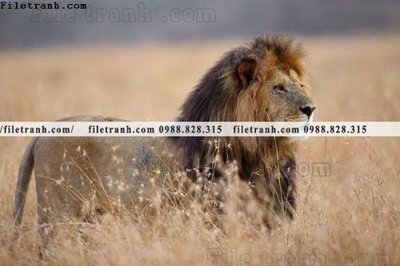 Tải file hinh anh su tu dep 653 (ảnh gốc) file AI/EPS