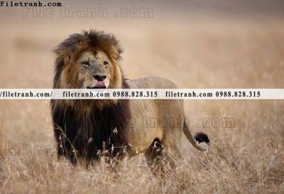 File gốc hinh anh su tu dep 659 (trang trí) phòng trẻ em