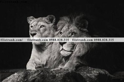 File tranh hinh anh su tu dep 660 (ảnh gốc) độ nét vượt trội