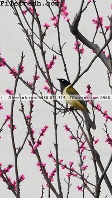 Tải file gốc in lụa loai cay va chim xanh kieu Trung Quoc moi 119 siêu nét
