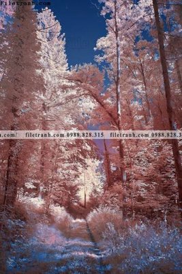 File tranh nhung buc tranh phong canh doc 600 (ảnh gốc) sắc nét hoàn hảo