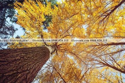 File tranh PSD nhung buc tranh phong canh ngang 750 chất lượng cao