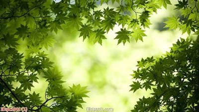 File tranh File gốc phong cảnh PC1041 (gốc) in film