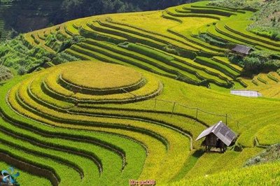 File in ấn File gốc phong cảnh PC238 (bản gốc) cao cấp