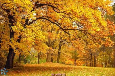 File ảnh File gốc phong cảnh PC553 (gốc) in PP, decal