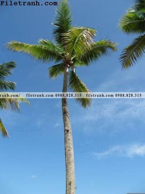 File tranh phien ban doc cua phong canh cay co dua 115 (ảnh gốc) độ nét vượt trội