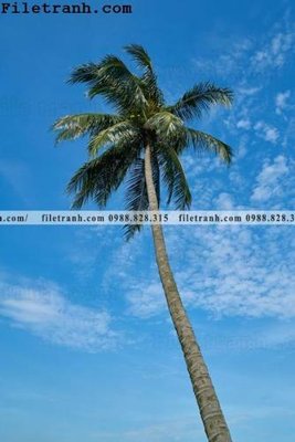 Tải file gốc phien ban doc cua phong canh cay co dua 117 (để in lụa)