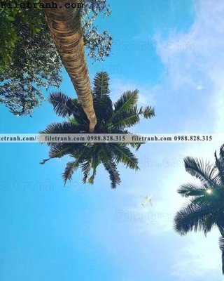 File in ấn phien ban doc cua phong canh cay co dua 118 (bản gốc) sắc nét