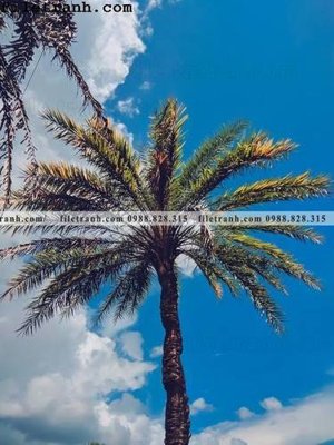 Chi tiết file ảnh phien ban doc cua phong canh cay co dua 119 sắc nét