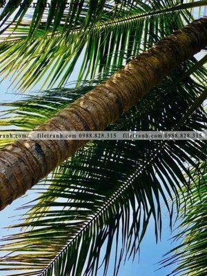 Download file gốc phien ban doc cua phong canh cay co dua 139 (độ nét cao)