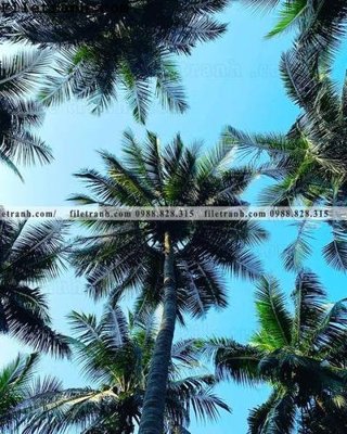 File gốc in ấn phien ban doc cua phong canh cay co dua 142 (sẵn sàng tải về)