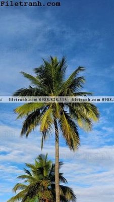 File gốc phien ban doc cua phong canh cay co dua 152 (in tráng gương) ốp tường