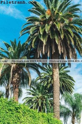 Tải file phien ban doc cua phong canh cay co dua 155 (gốc) in ấn chất lượng