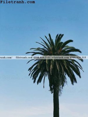 File gốc phien ban doc cua phong canh cay co dua 169 (trang trí) cho phòng khách