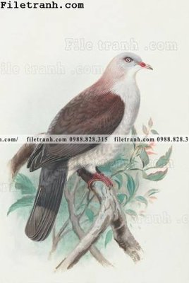 File gốc phong cach My minh hoa co dien 110 (in ấn) màu sắc trung thực