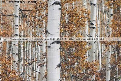 File gốc phong canh cay rung ngang 102 (trang trí) phòng làm việc